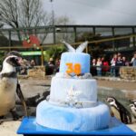 Le manchot de Humboldt le plus ancien au monde fête ses 38 ans avec une galette de sardines (mais loin de son habitat)