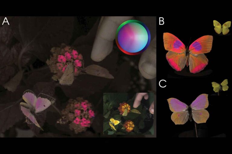 Comment une abeille voit-elle le monde ? Les caméras spéciales qui nous révèlent la vision des animaux