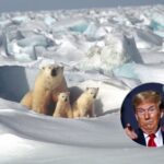 Ours polaires en danger : Trump ouvre la voie à des massacres « accidentels » pour le pétrole en Alaska