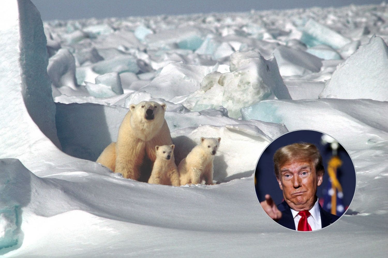 trump orsi