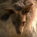 Le kangourou de Bennett né au Bioparco de Rome est déjà une attraction : la vidéo est très mignonne (mais il vivra éternellement en captivité)