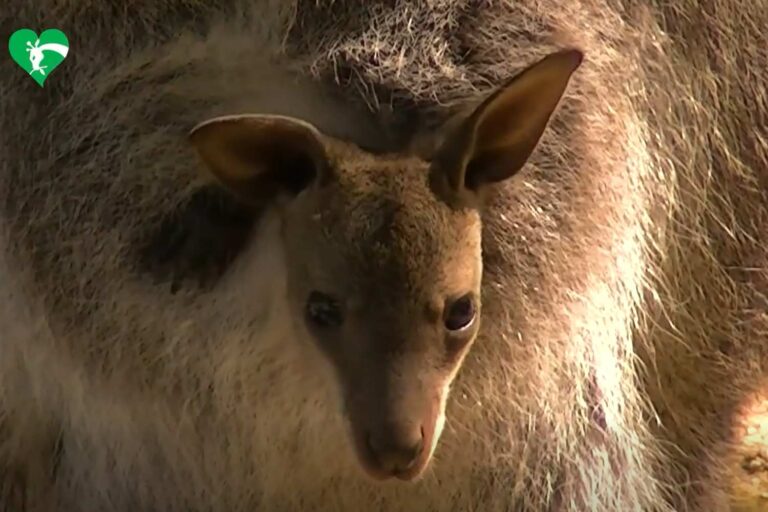 Le kangourou de Bennett né au Bioparco de Rome est déjà une attraction : la vidéo est très mignonne (mais il vivra éternellement en captivité)