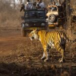 Smartphones interdits pendant les safaris et pas de visites nocturnes : la décision de l'Inde de protéger les animaux du tourisme de masse