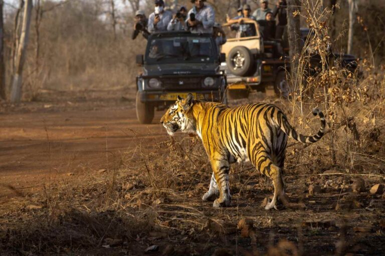 Smartphones interdits pendant les safaris et pas de visites nocturnes : la décision de l'Inde de protéger les animaux du tourisme de masse
