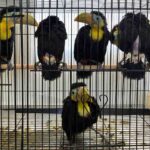 14 toucans sauvés à la frontière américano-mexicaine : ils étaient cachés dans un tableau de bord dans des conditions effroyables (et ne pourront jamais retourner dans la nature)