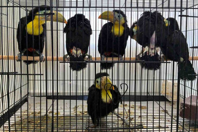 14 toucans sauvés à la frontière américano-mexicaine : ils étaient cachés dans un tableau de bord dans des conditions effroyables (et ne pourront jamais retourner dans la nature)