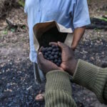 Victoire pour les agriculteurs kenyans ! « Partager des semences indigènes n’est pas un crime » : le jugement qui conteste les multinationales