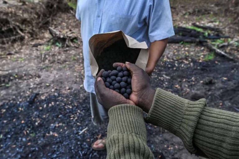 Victoire pour les agriculteurs kenyans ! « Partager des semences indigènes n’est pas un crime » : le jugement qui conteste les multinationales