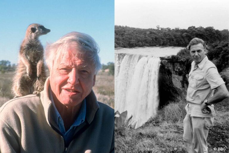 David Attenborough, voix de la nature, fête ses 100 ans (et continue de nous parler de la beauté fragile de la Terre)