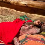 L'histoire de Bumpy, le bébé hippopotame sauvé en essayant de réveiller sa mère morte depuis des jours : il cherche maintenant du réconfort auprès des rangers
