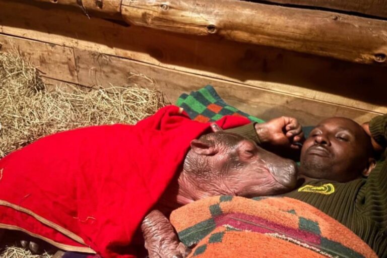 L'histoire de Bumpy, le bébé hippopotame sauvé en essayant de réveiller sa mère morte depuis des jours : il cherche maintenant du réconfort auprès des rangers