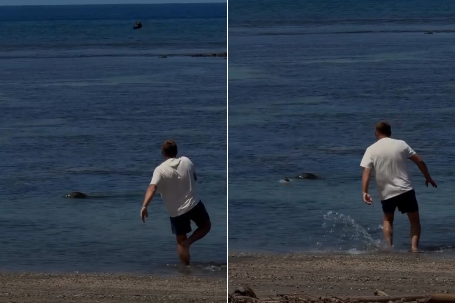 Turista foca monaca