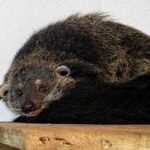 Le binturong arrive au parc zoologique de Falconara, le rare « chat-ours » qui sent le pop-corn (mais ne verra jamais les forêts tropicales)