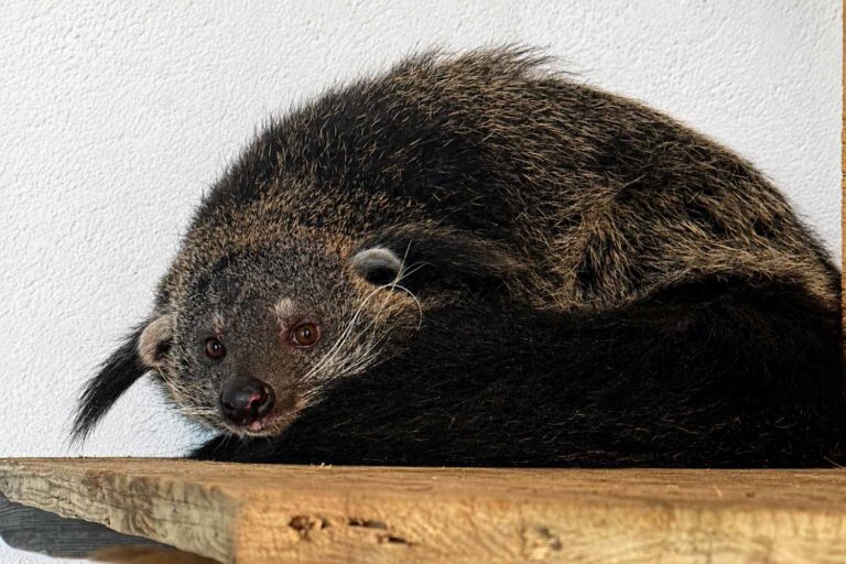 Le binturong arrive au parc zoologique de Falconara, le rare « chat-ours » qui sent le pop-corn (mais ne verra jamais les forêts tropicales)