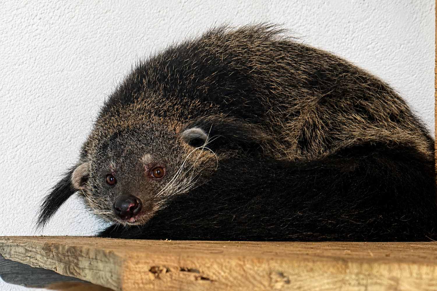 Binturong