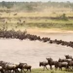 La grande migration en Afrique a commencé : découvrez des images spectaculaires de millions de zèbres et de gnous traversant des savanes sans fin
