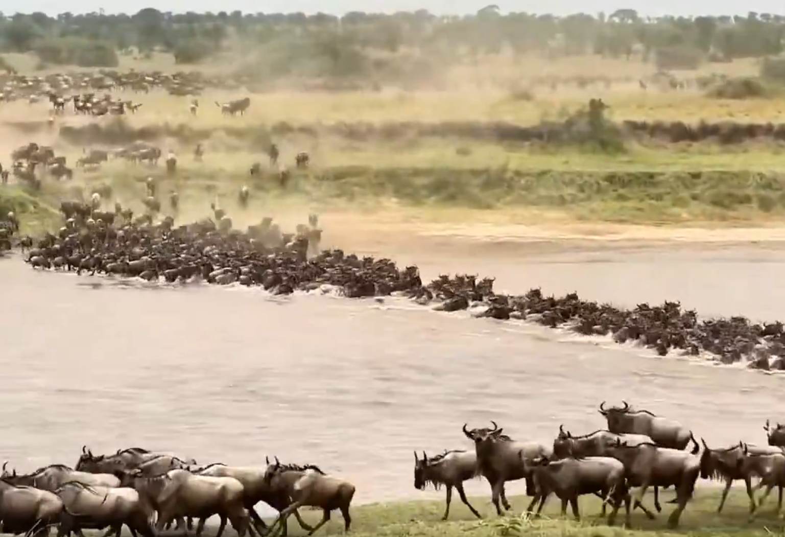 La grande migration en Afrique a commencé : découvrez des images spectaculaires de millions de zèbres et de gnous traversant des savanes sans fin