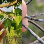 C'est quoi ces anneaux blancs sur les arbres ? En Lombardie, il y a une urgence pour Takahashia japonica