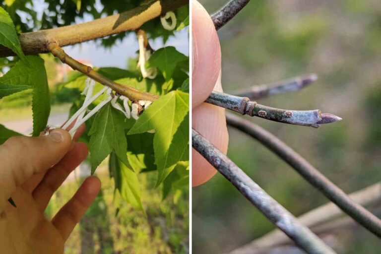 C'est quoi ces anneaux blancs sur les arbres ? En Lombardie, il y a une urgence pour Takahashia japonica