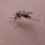 Quand les moustiques ont-ils commencé à piquer les humains ? Une analyse ADN le révèle