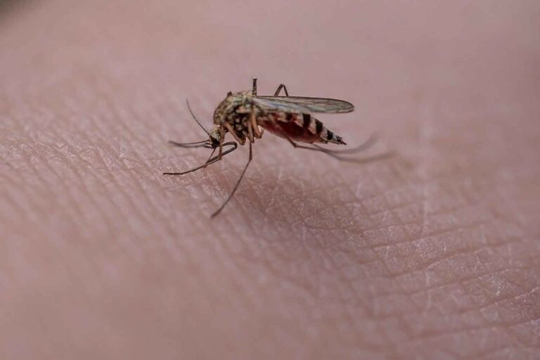 Quand les moustiques ont-ils commencé à piquer les humains ? Une analyse ADN le révèle