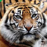Adieu à Tila, la tigresse de Sumatra du Bioparco de Rome est décédée à l'âge de 15 ans : née dans un zoo, elle n'a jamais connu la liberté