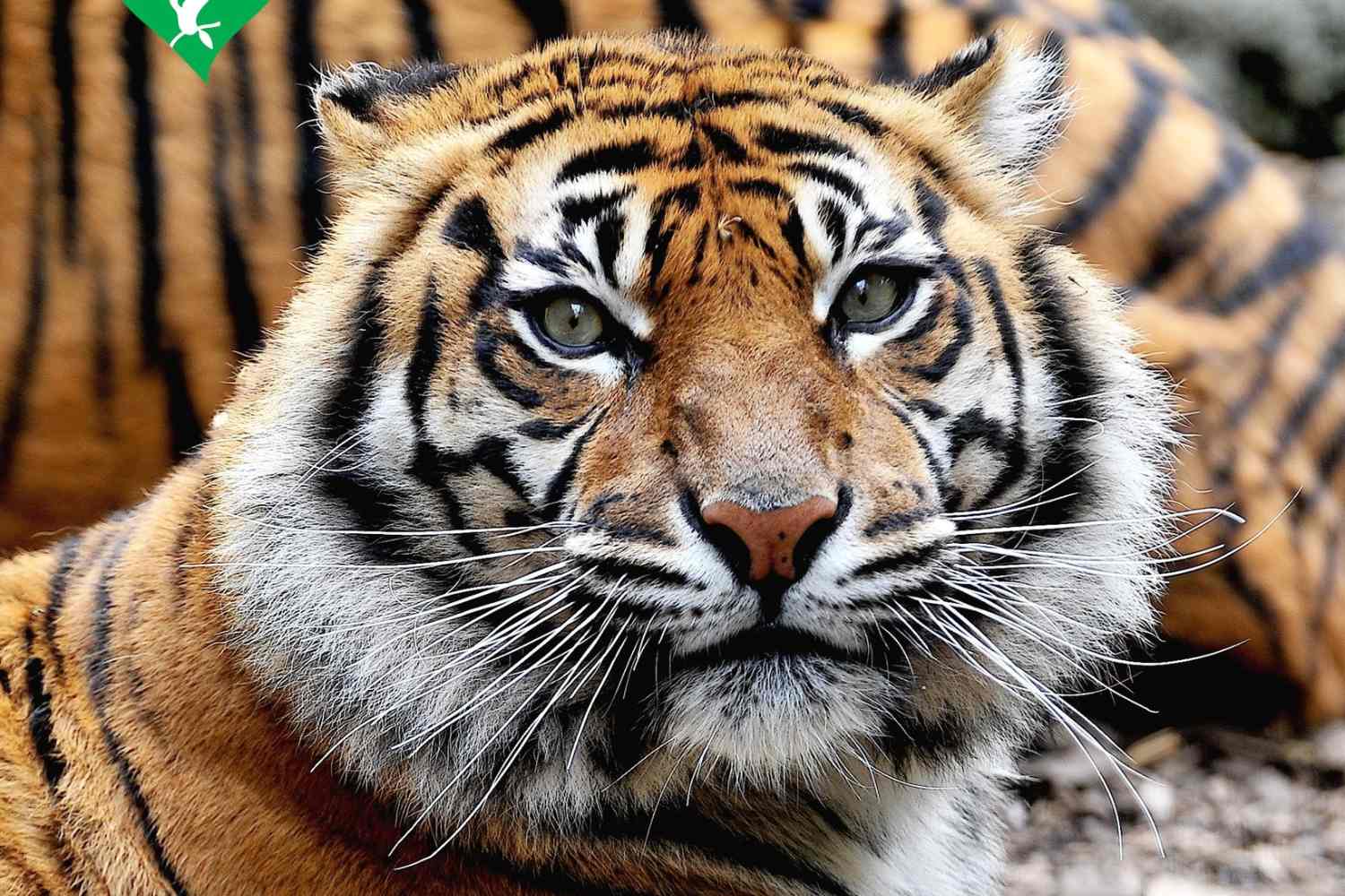 Tigre Bioparco