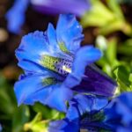 Collecte des centaines de gentianes dans le parc du Monviso : amende de plus de 600 euros et fleurs saisies