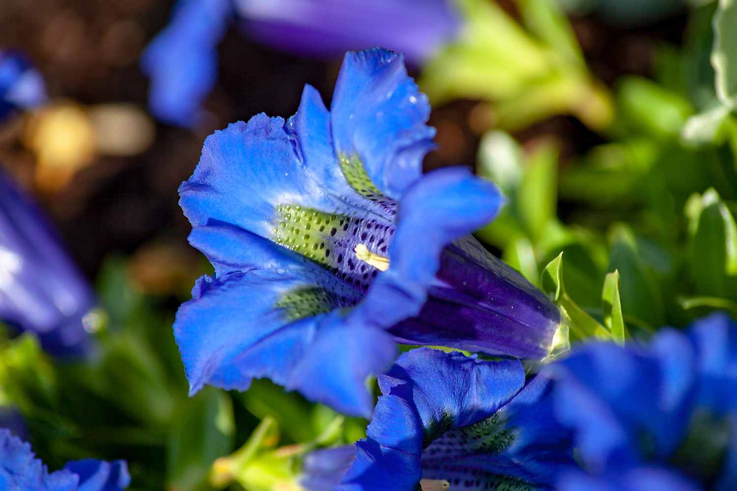 multa fiore di genziana reciso