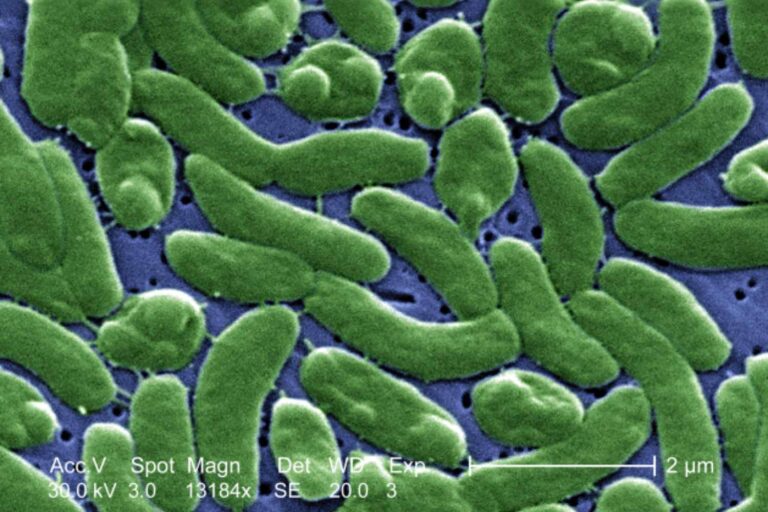 Avec la mer de plus en plus chaude, la redoutée bactérie « mangeuse de chair » prolifère : la crise climatique s'expose à de nouvelles infections