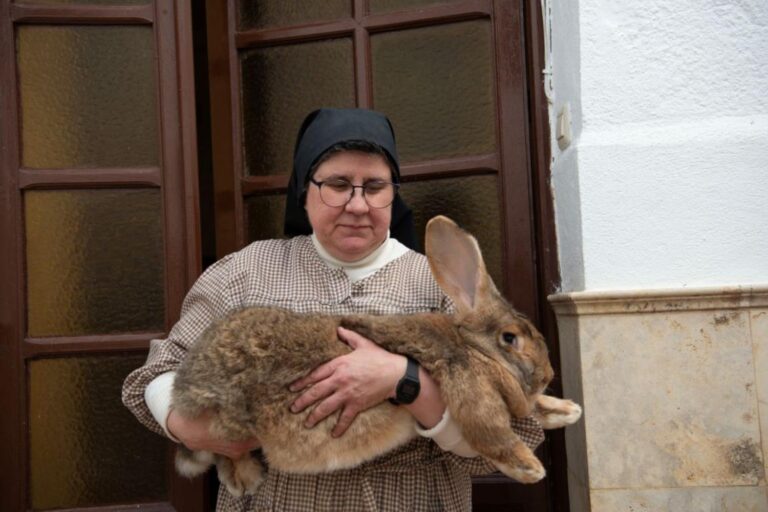 Ces religieuses sauvent de l'extinction les rares lapins géants espagnols (et ont déjà donné naissance à 90 bébés en 2026)