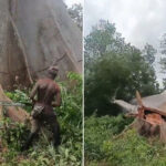 Il abat un immense baobab centenaire en Afrique : ce que l'on sait de la vidéo choc qui a fait le tour du monde