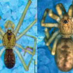 L' »araignée Pink Floyd » découverte : elle vit dans les murs et attrape des insectes six fois plus gros qu'elle (et son nom est un hommage à l'album The Wall)