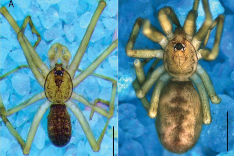 L' »araignée Pink Floyd » découverte : elle vit dans les murs et attrape des insectes six fois plus gros qu'elle (et son nom est un hommage à l'album The Wall)