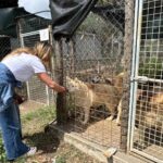 Le cauchemar est terminé ! 200 Huskies sibériens de l'élevage illégal de bière blonde de Ponzano Romano ont été libérés