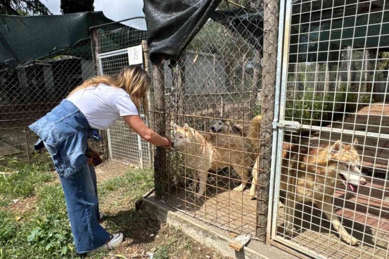 Le cauchemar est terminé ! 200 Huskies sibériens de l'élevage illégal de bière blonde de Ponzano Romano ont été libérés