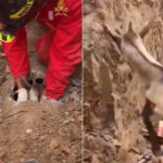 Une chèvre reste coincée dans une canalisation d'égout à 2,5 mètres de profondeur : assistez au délicat sauvetage des pompiers