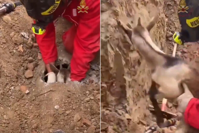 Une chèvre reste coincée dans une canalisation d'égout à 2,5 mètres de profondeur : assistez au délicat sauvetage des pompiers