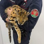 Mystère sur l'ocelot africain capturé dans la banlieue de Milan : il se promenait tranquillement dans les parcs (mais le garder est illégal)