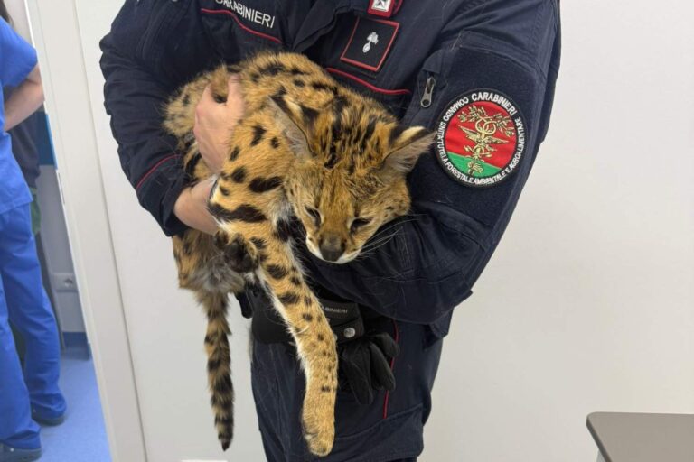 Mystère sur l'ocelot africain capturé dans la banlieue de Milan : il se promenait tranquillement dans les parcs (mais le garder est illégal)