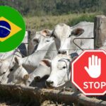 Plus de viande brésilienne dans l'UE à partir du 3 septembre : elle ne respecte pas les règles sur les antimicrobiens dans les élevages