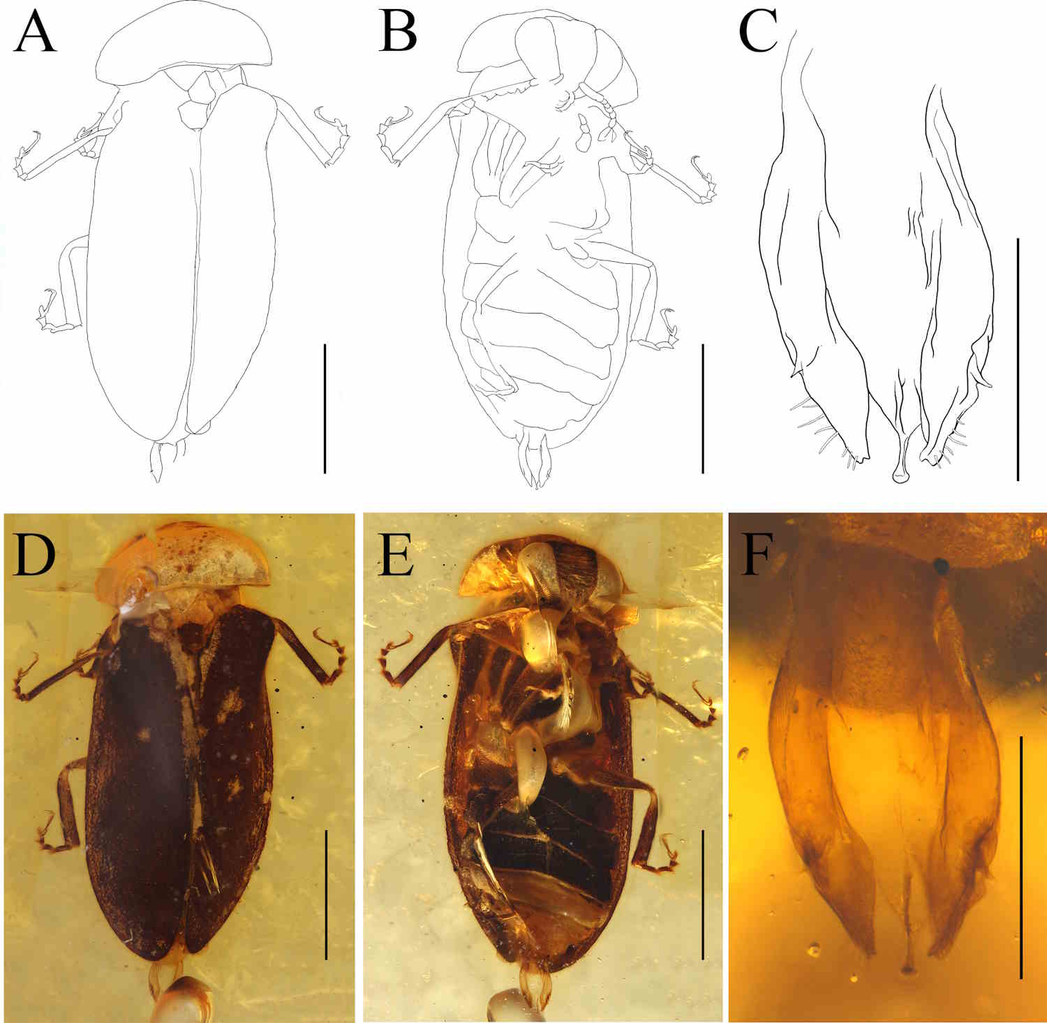 luciole fossile