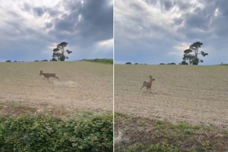 Quelle est cette histoire de cerf ivre et pourquoi la Gendarmerie vous a-t-elle incité à conduire prudemment en France