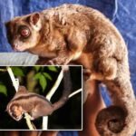 Cachés depuis 6 000 ans : deux marsupiaux que la science considérait comme éteints découverts en Nouvelle-Guinée
