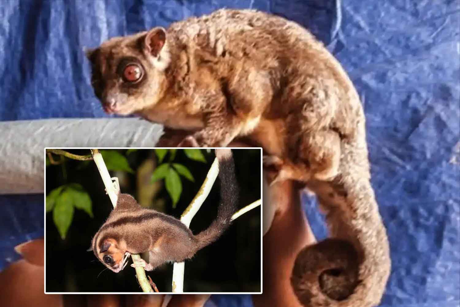 Tous ayamaruensis Dactylonax kambuayai