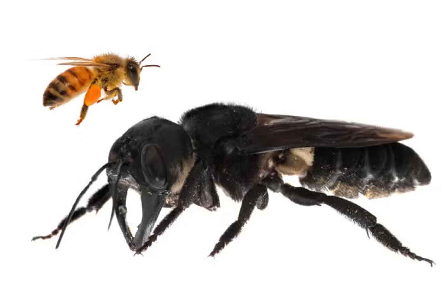 L'abeille géante de Wallace