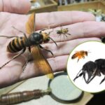 La plus grande abeille du monde n’est pas éteinte ! Il a disparu pendant un siècle, puis s'est même retrouvé sur eBay
