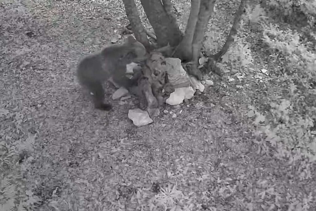Orso Asiago
