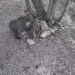 Que fait un ours brun sur le plateau d'Asiago ? C'est de là que vient le jeune spécimen repéré par les pièges photographiques.
