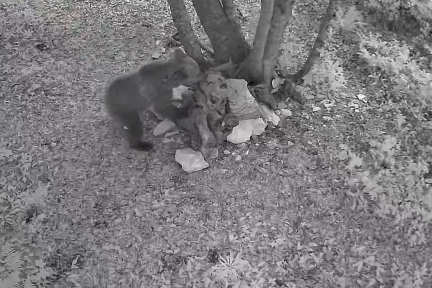 Orso Asiago
